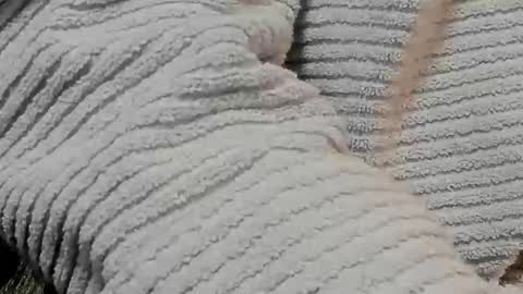 lustgardener67 online show from February 9, 2025, 7:16 am