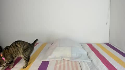 Snapshot of malucam_06 chatting on November 13, 2025, 11:14 pm instagram nueela online show from November 13, 2025, 11:14 pm