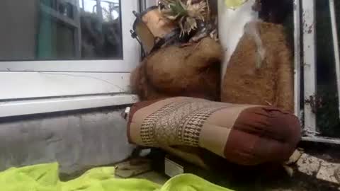 Snapshot of matureman1234 chatting on October 29, 2025, 10:06 am matureman1234 online show from October 29, 2025, 10:06 am