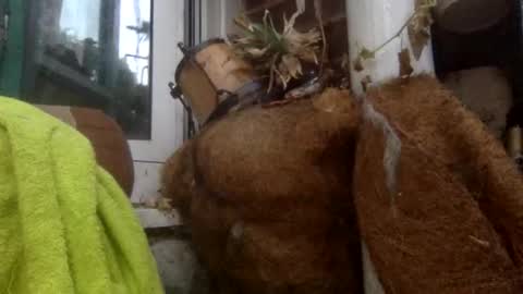 Snapshot of matureman1234 chatting on November 5, 2025, 8:25 am matureman1234 online show from November 5, 2025, 8:25 am