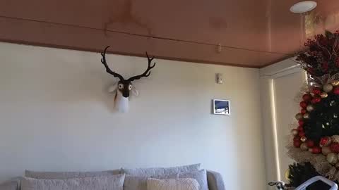 Sebastian online show from December 8, 2024, 7:22 pm