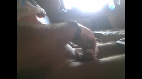 Snapshot of mowgli1977 chatting on December 28, 2024, 8:37 am mowgli1977 online show from December 28, 2024, 8:37 am