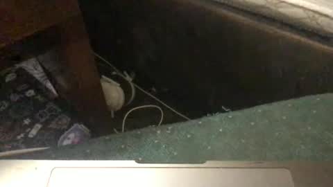 Tara Jane online show from January 11, 2026, 5:29 pm