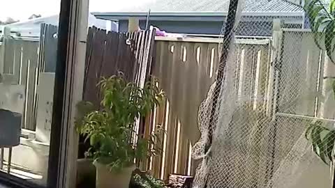 Snapshot of nekkminuttnekkminutt chatting on December 3, 2024, 8:27 am NECK online show from December 3, 2024, 8:27 am