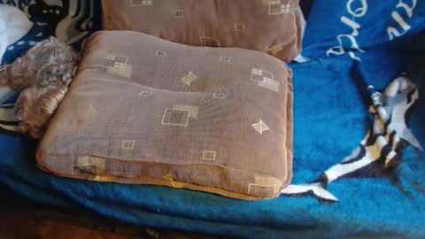 Lilly  online show from February 17, 2026, 7:38 am