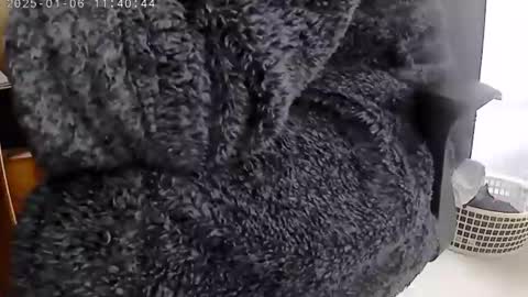 Snapshot of nineinchhard chatting on January 6, 2025, 11:40 am nineinchhard online show from January 6, 2025, 11:40 am