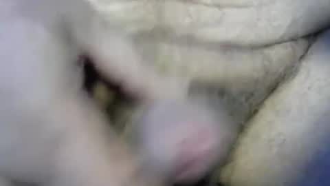 Snapshot of ogasmbyoral chatting on December 4, 2024, 12:47 pm ogasmbyoral online show from December 4, 2024, 12:47 pm