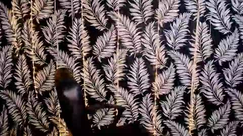 Snapshot of oliviaoskar_ chatting on October 18, 2025, 11:33 am Kelly online show from October 18, 2025, 11:33 am