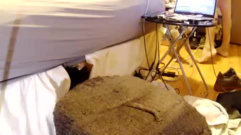 papabearbackdoor online show from July 26, 2026, 1:58 am