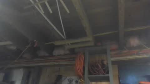 Snapshot of paulstetson chatting on December 26, 2024, 3:53 pm paulstetson online show from December 26, 2024, 3:53 pm