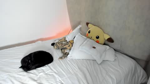 Snapshot of rachaeldeckard chatting on January 25, 2025, 8:10 am natalia - online show from January 25, 2025, 8:10 am