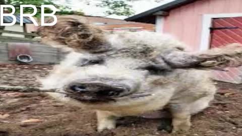 Snapshot of red_queeen chatting on March 12, 2025, 5:35 am QUEEN OF EVIL online show from March 12, 2025, 5:35 am