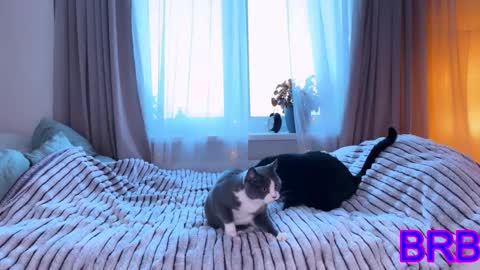   DianaBrite            fansl y online show from January 9, 2026, 11:57 am