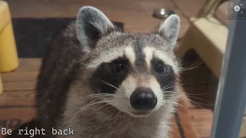 Snapshot of rndmzd chatting on February 5, 2025, 2:37 pm Ryan aka KeylimeRy online show from February 5, 2025, 2:37 pm