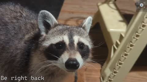 Snapshot of rndmzd chatting on February 5, 2025, 5:53 pm Ryan aka KeylimeRy online show from February 5, 2025, 5:53 pm