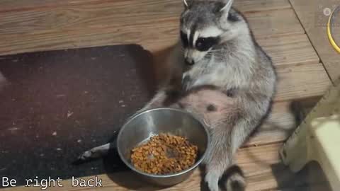 Snapshot of rndmzd chatting on February 28, 2025, 8:31 am Ryan aka KeylimeRy online show from February 28, 2025, 8:31 am