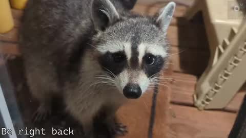 Snapshot of rndmzd chatting on September 21, 2025, 11:56 am Ryan aka KeylimeRy online show from September 21, 2025, 11:56 am