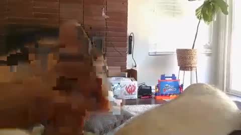 Snapshot of ryanbobby88 chatting on September 13, 2025, 8:08 pm ryanbobby88 online show from September 13, 2025, 8:08 pm