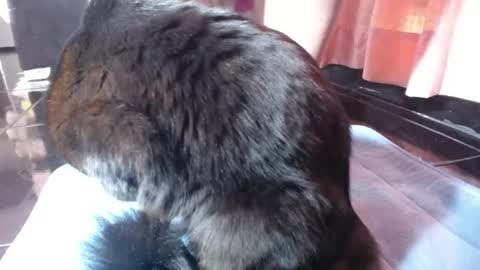 sasha start online show from March 1, 2026, 2:52 pm