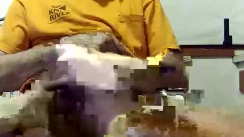 Snapshot of scoutiii chatting on March 10, 2025, 10:37 am scoutiii online show from March 10, 2025, 10:37 am