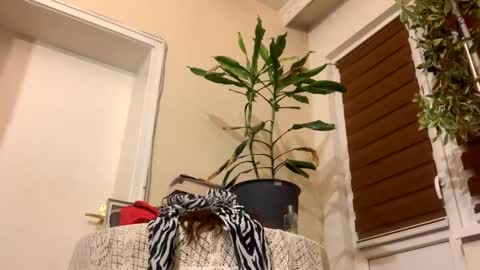 Snapshot of sexysexydream chatting on January 22, 2025, 8:17 pm Anya online show from January 22, 2025, 8:17 pm