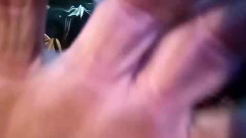 Shamroc online show from February 25, 2025, 12:55 pm