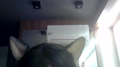 Snapshot of skinnykittencam chatting on July 3, 2026, 8:43 am skinnykittencam online show from July 3, 2026, 8:43 am