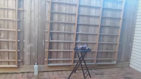 Snapshot of srtxshow chatting on December 19, 2024, 10:21 pm srtxshow online show from December 19, 2024, 10:21 pm