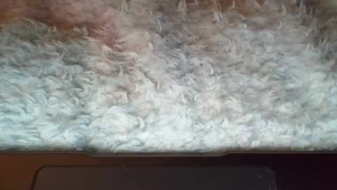 Suseee online show from April 7, 2026, 4:46 am