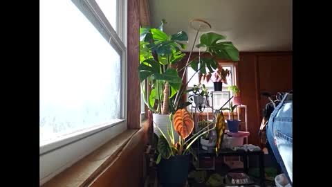 Snapshot of therizzler_1_of_1 chatting on December 17, 2024, 3:49 pm therizzler_1_of_1 online show from December 17, 2024, 3:49 pm