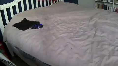 tigerek_i_m online show from February 11, 2025, 7:12 am