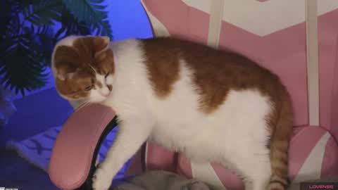 Snapshot of tokyo_n chatting on January 27, 2025, 1:48 am tokyo_n online show from January 27, 2025, 1:48 am