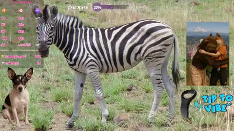 Snapshot of tomaz62a chatting on November 1, 2025, 7:38 pm Tomaz62a online show from November 1, 2025, 7:38 pm