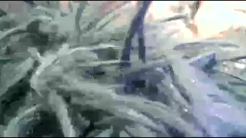 tooshort30w59675 online show from February 17, 2026, 5:19 pm