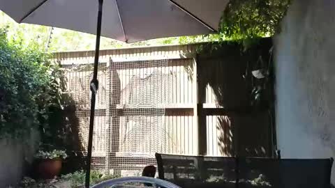 Topsy online show from February 14, 2026, 10:12 am