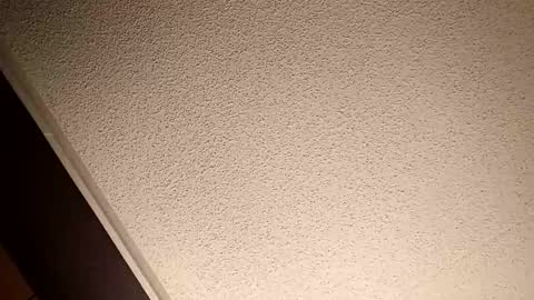 Snapshot of treedude303720 chatting on October 20, 2025, 10:54 pm treedude303720 online show from October 20, 2025, 10:54 pm