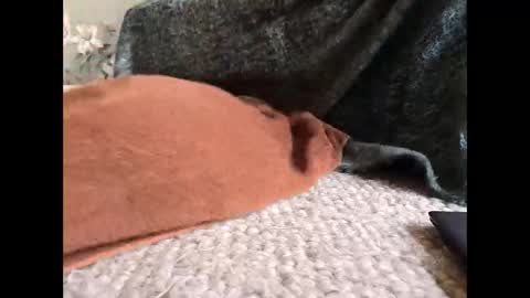 Veined lollypop online show from March 31, 2026, 9:21 am