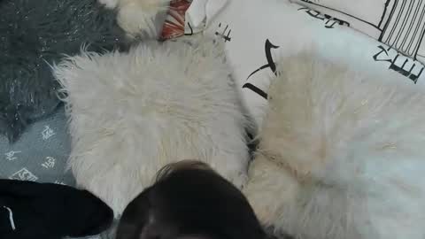 Snapshot of vitaxviper chatting on September 30, 2025, 11:32 pm Vit a Viper online show from September 30, 2025, 11:32 pm