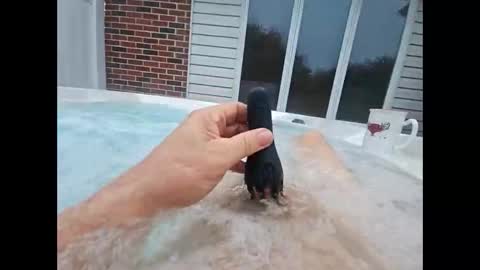 whiteoak19522 online show from April 18, 2026, 10:41 am