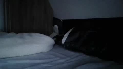 Snapshot of willobey chatting on February 11, 2025, 9:56 pm papa bear online show from February 11, 2025, 9:56 pm