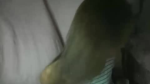 Snapshot of yourlenda chatting on February 3, 2026, 2:11 pm Glenda online show from February 3, 2026, 2:11 pm