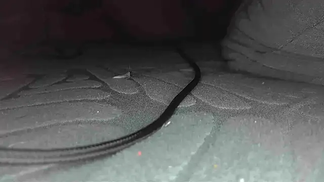 Snapshot of sclax38 chatting on January 1, 2025, 12:00 pm sclax38 online show from January 1, 2025, 12:00 pm