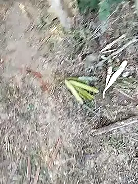 Snapshot of Monster_Bigdick chatting on January 12, 2025, 11:07 am Monster Bigdick online show from January 12, 2025, 11:07 am