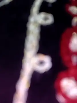 Snapshot of Anamika_24 chatting on November 8, 2025, 4:34 am Anamika 24 online show from November 8, 2025, 4:34 am