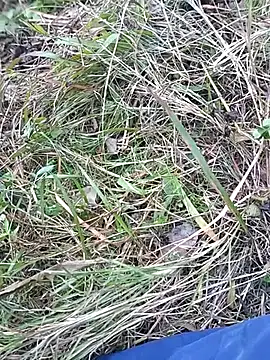 Snapshot of Nkumar173 chatting on November 10, 2025, 7:07 am Nkumar173 online show from November 10, 2025, 7:07 am