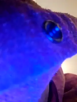 Snapshot of Armyexhibitionistvet chatting on September 9, 2025, 8:58 am Armyexhibitionistvet online show from September 9, 2025, 8:58 am