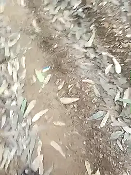 indiasexmf online show from December 16, 2025, 9:58 am