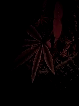 Snapshot of ySqmbVanbe chatting on February 17, 2026, 4:42 am ySqmbVanbe online show from February 17, 2026, 4:42 am