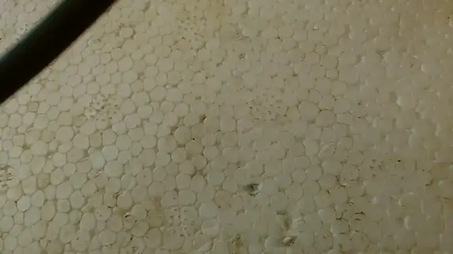 titi fiesta online show from February 1, 2026, 5:39 am