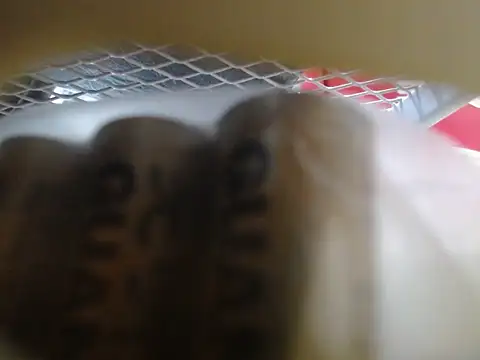 Snapshot of lovense_test04 chatting on February 10, 2026, 6:06 am lovense test04 online show from February 10, 2026, 6:06 am